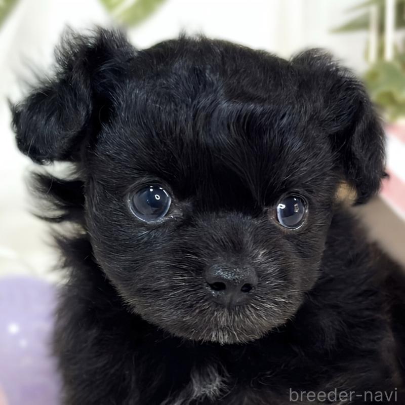 販売中の滋賀県のチワプー:チワワ×トイプードル-429119