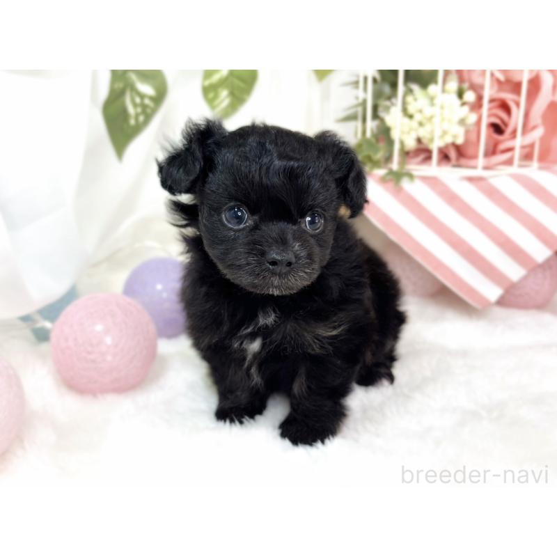 販売中の滋賀県のチワプー:チワワ×トイプードル-429119の4枚目