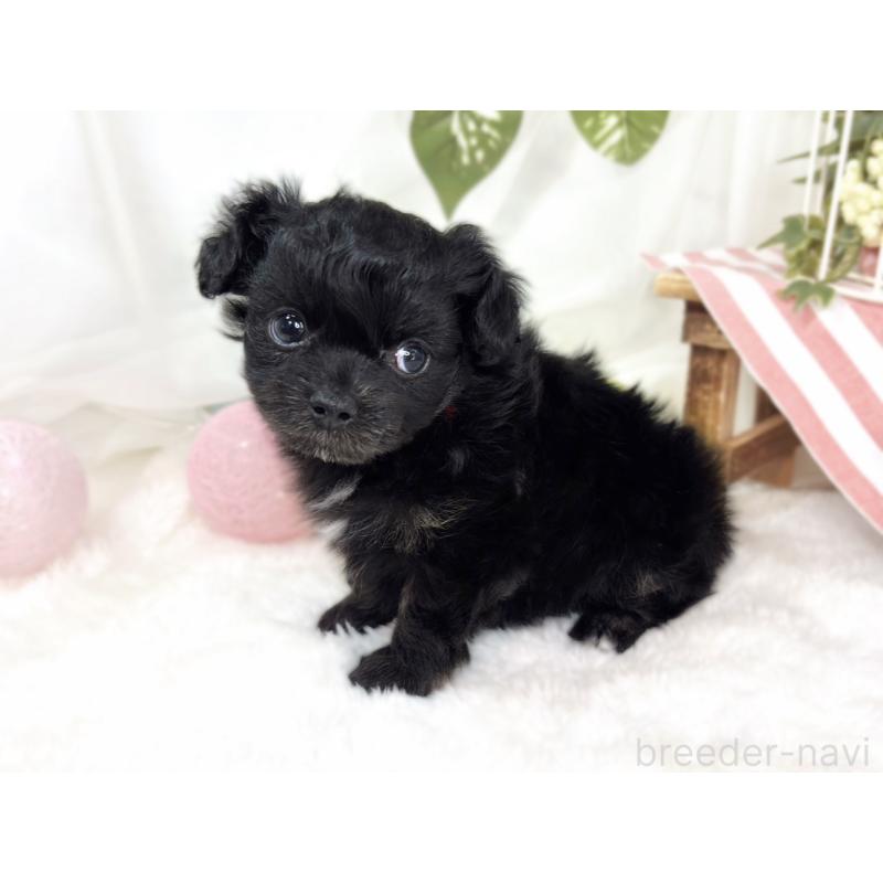 販売中の滋賀県のチワプー:チワワ×トイプードル-429119の3枚目