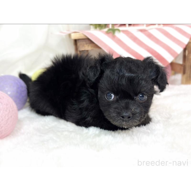 販売中の滋賀県のチワプー:チワワ×トイプードル-429119の2枚目