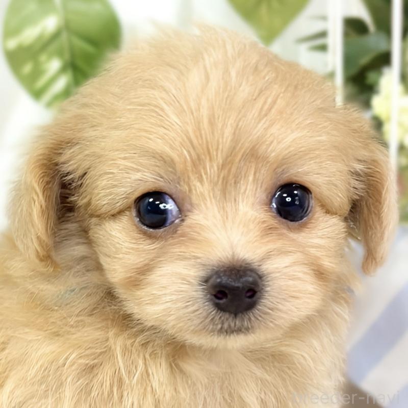 販売中の滋賀県のチワプー:チワワ×トイプードル-429120の1枚目