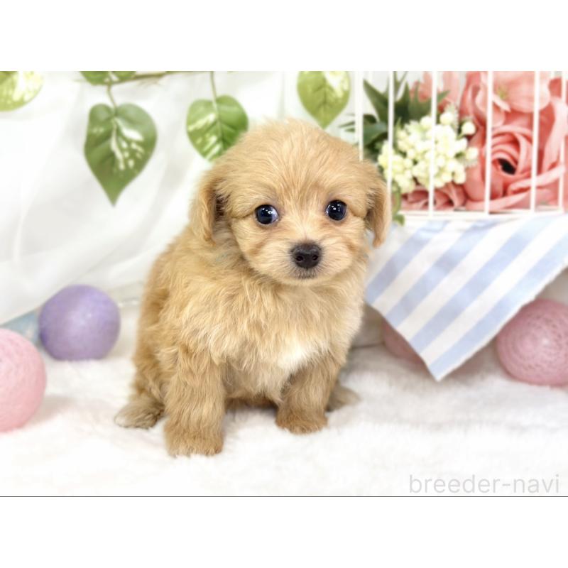 販売中の滋賀県のチワプー:チワワ×トイプードル-429120の4枚目