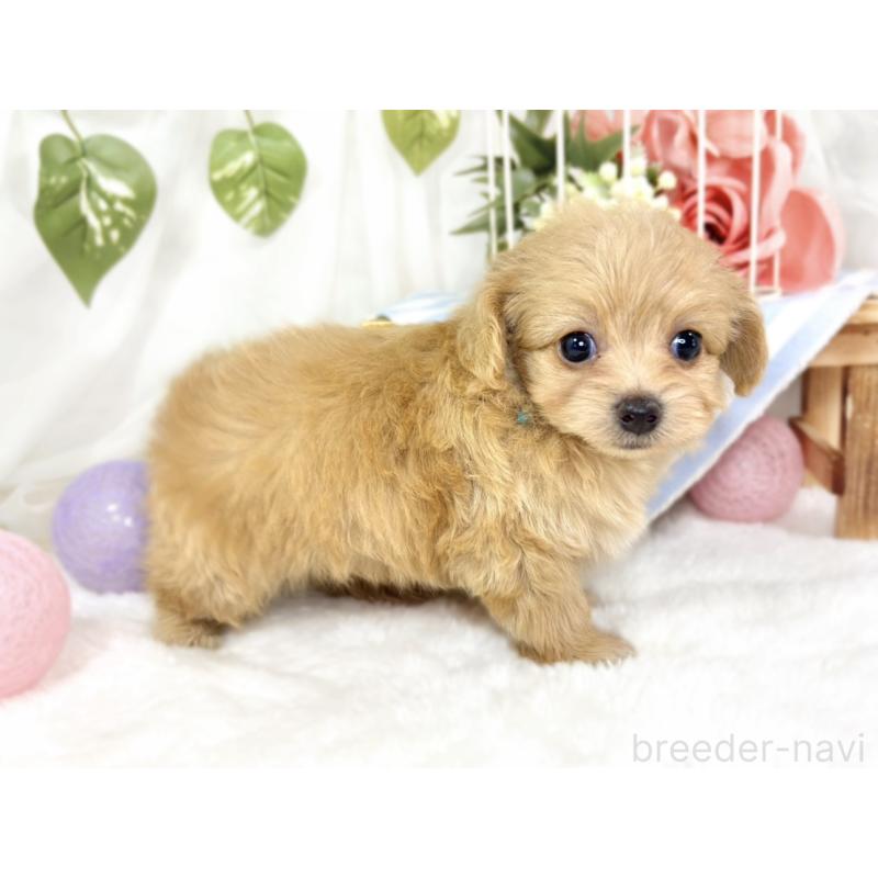 販売中の滋賀県のチワプー:チワワ×トイプードル-429120の3枚目