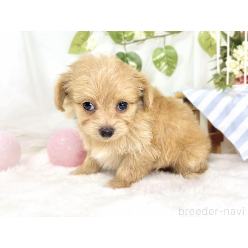 販売中の滋賀県のチワプー:チワワ×トイプードル-429120の2枚目