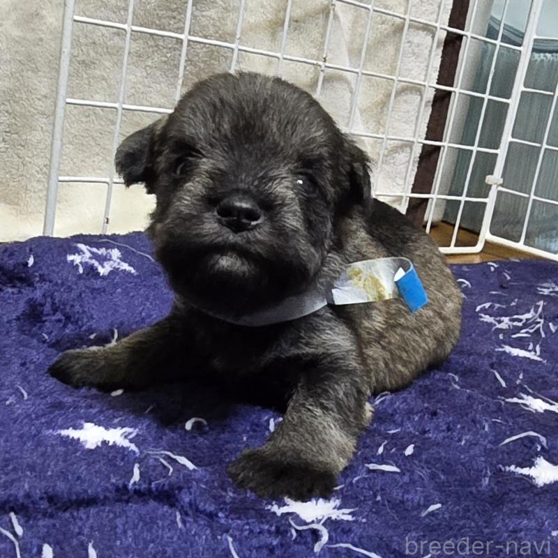 成約済の岡山県のミニチュアシュナウザー-427371の13枚目