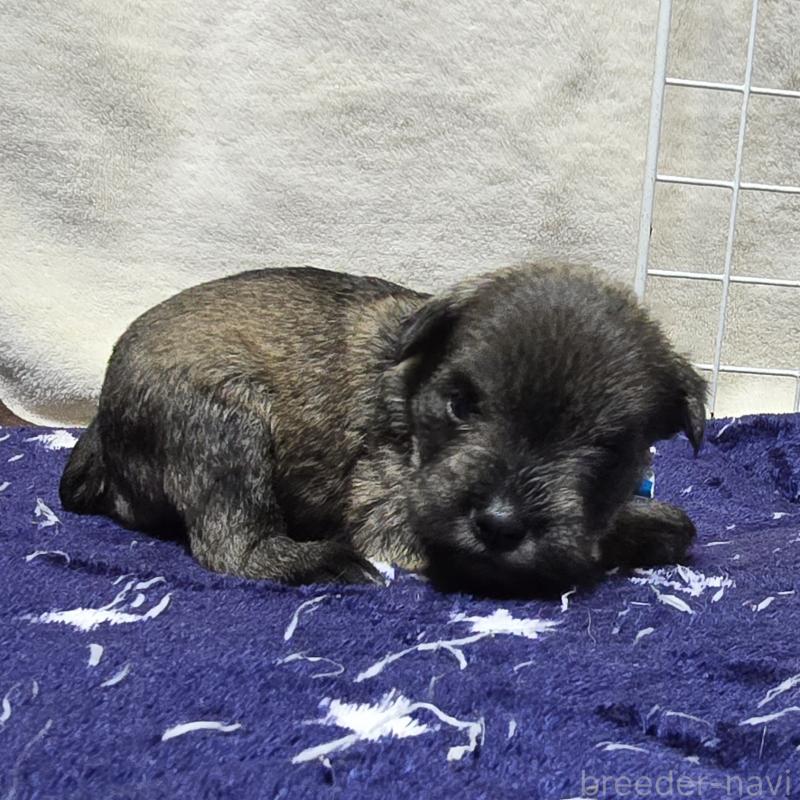 成約済の岡山県のミニチュアシュナウザー-427371の12枚目