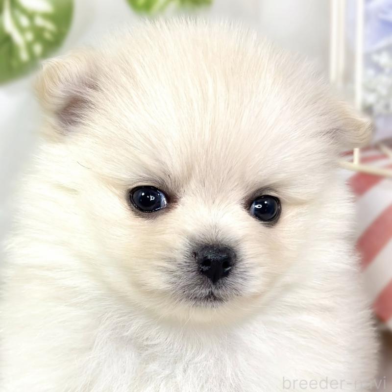 販売中の滋賀県のポメラニアン-429121