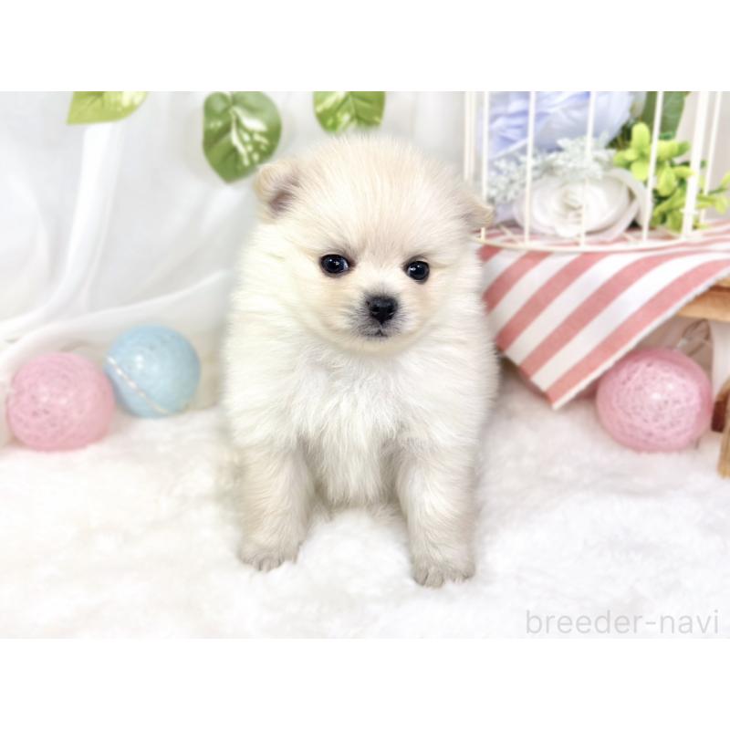 販売中の滋賀県のポメラニアン-429121の4枚目