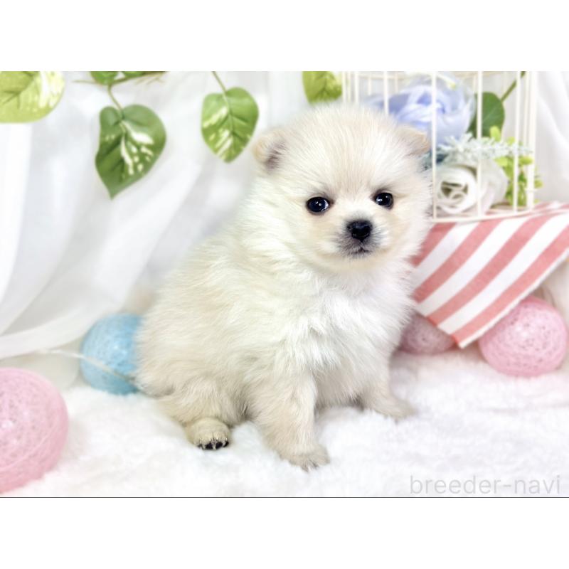 販売中の滋賀県のポメラニアン-429121の3枚目