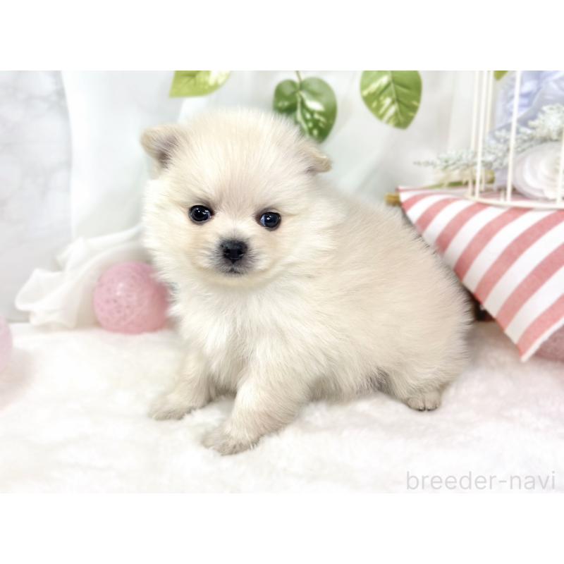 販売中の滋賀県のポメラニアン-429121の2枚目