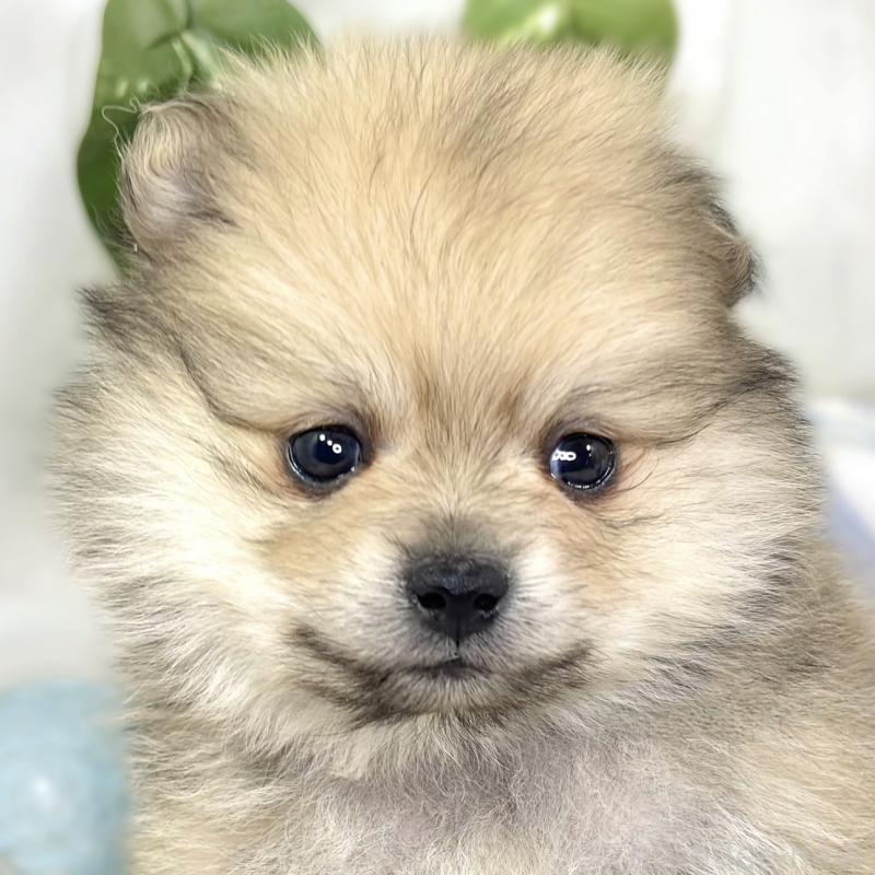 販売中の滋賀県のポメラニアン-429122の1枚目