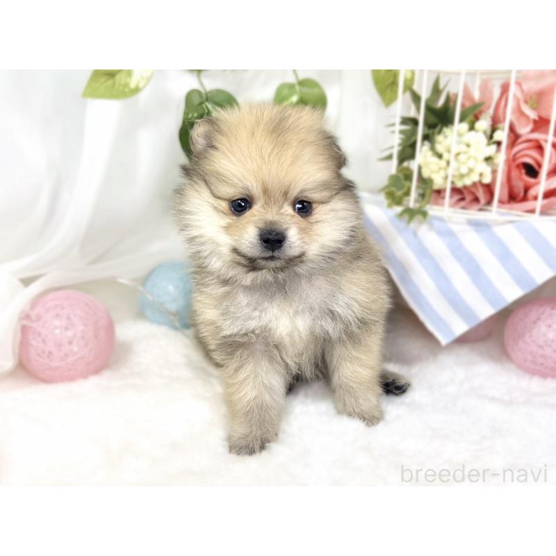 販売中の滋賀県のポメラニアン-429122の4枚目