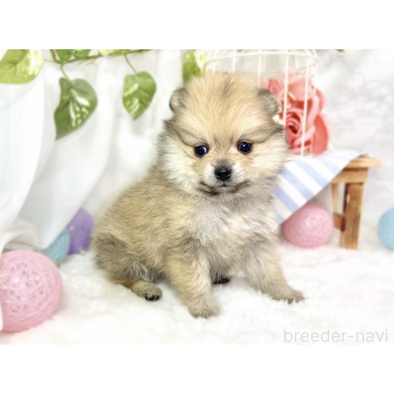 販売中の滋賀県のポメラニアン-429122の3枚目