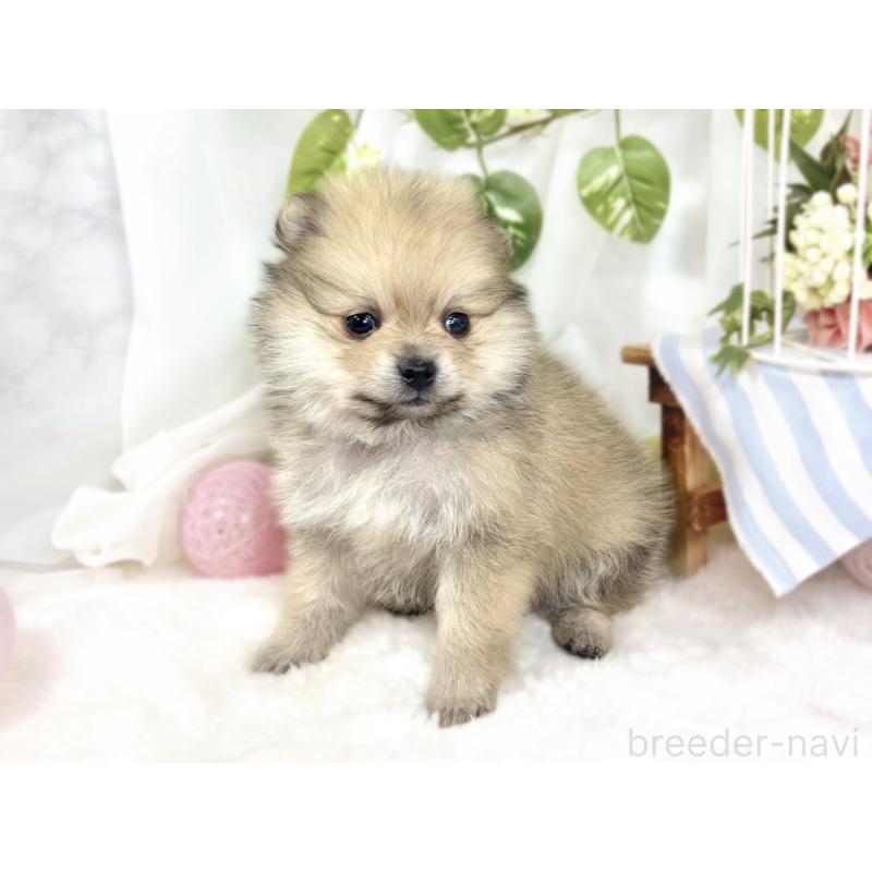 販売中の滋賀県のポメラニアン-429122の2枚目