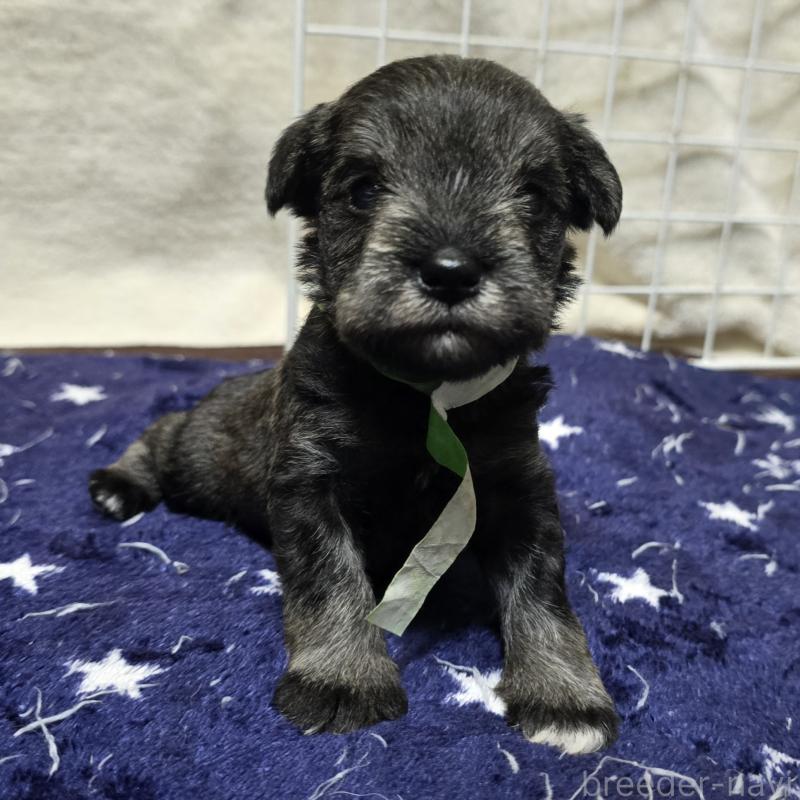 成約済の岡山県のミニチュアシュナウザー-427372の11枚目