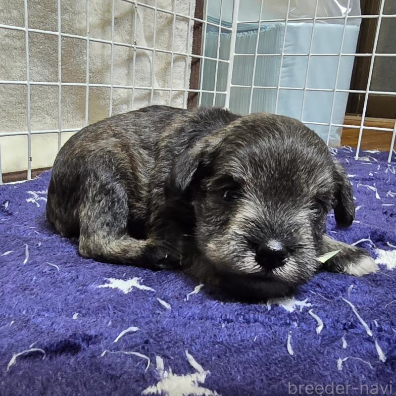 成約済の岡山県のミニチュアシュナウザー-427372の10枚目