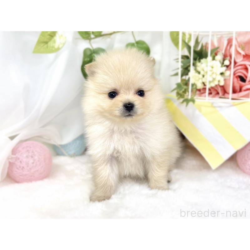 販売中の滋賀県のポメラニアン-429123の4枚目