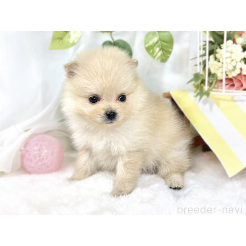 販売中の滋賀県のポメラニアン-429123の3枚目