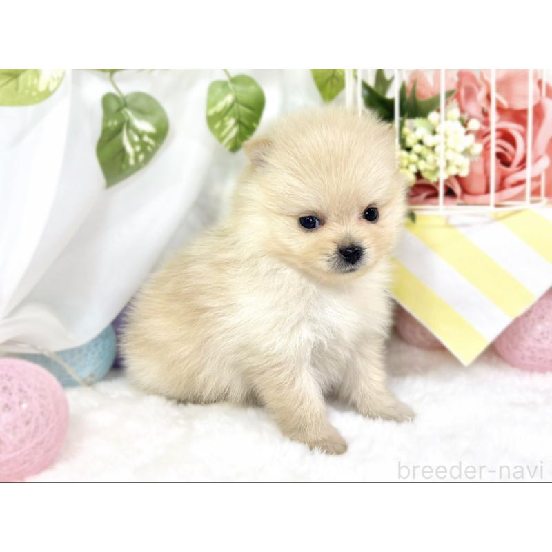 販売中の滋賀県のポメラニアン-429123の2枚目