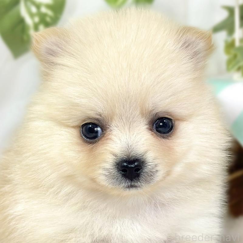 販売中の滋賀県のポメラニアン-429124