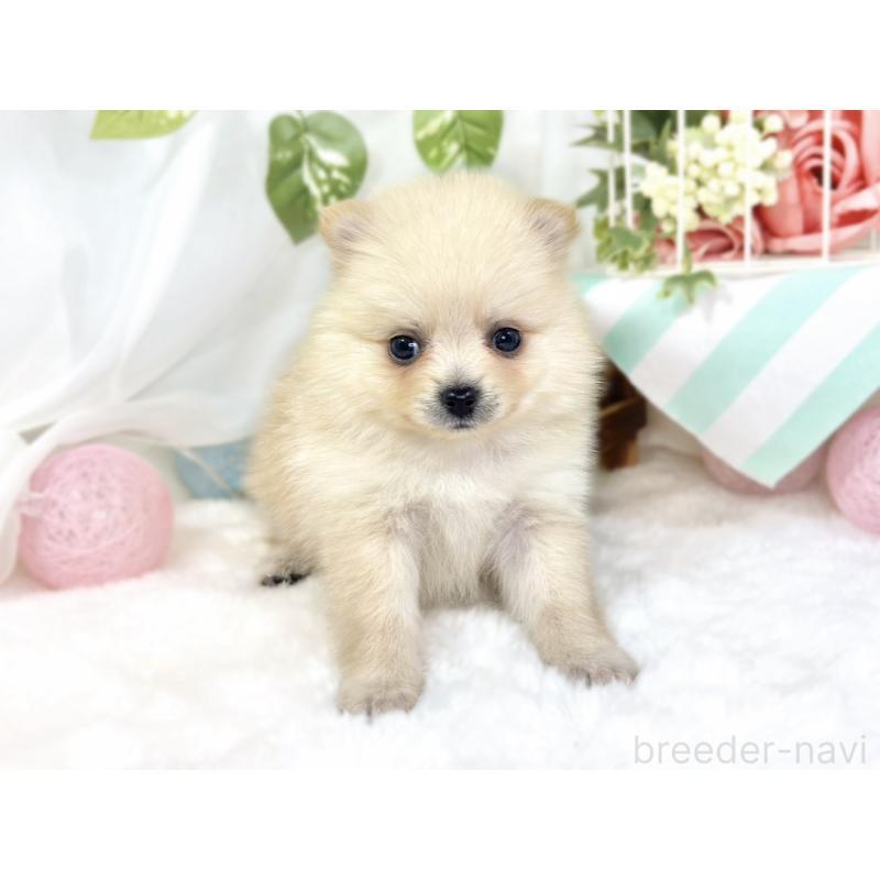 販売中の滋賀県のポメラニアン-429124の4枚目