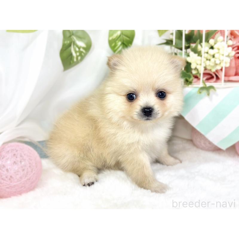 販売中の滋賀県のポメラニアン-429124の3枚目