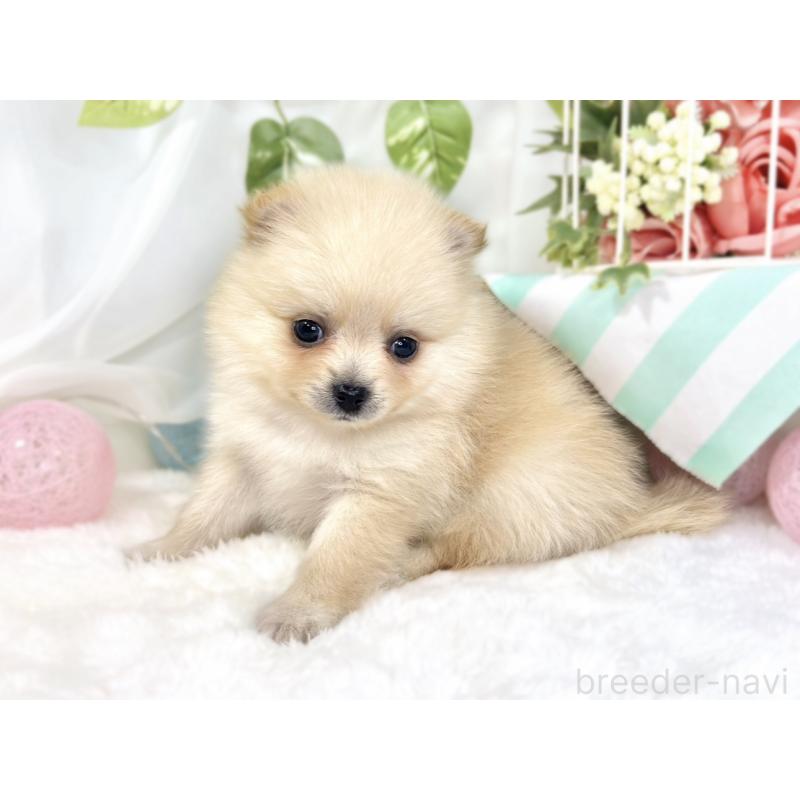 販売中の滋賀県のポメラニアン-429124の2枚目