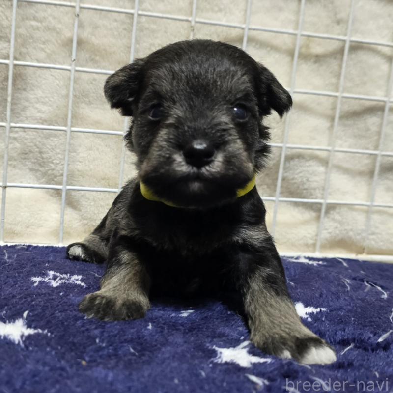 販売中の岡山県のミニチュアシュナウザー-427373