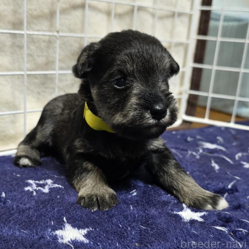 成約済の岡山県のミニチュアシュナウザー-427373の11枚目