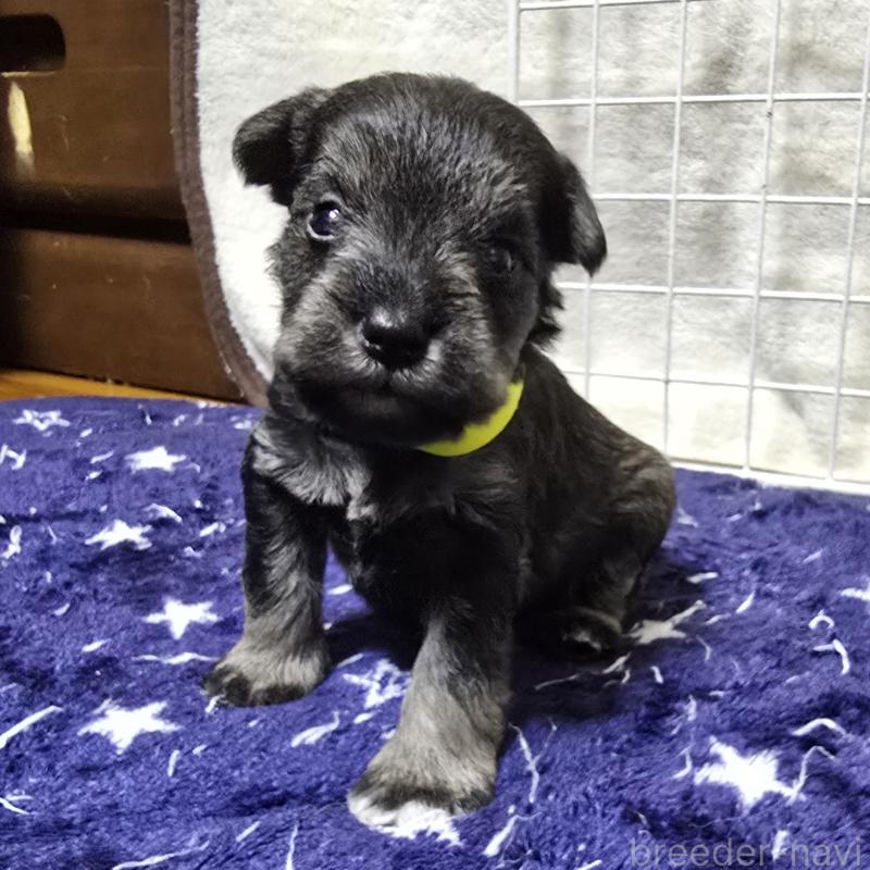 成約済の岡山県のミニチュアシュナウザー-427373の10枚目