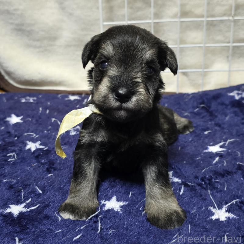 販売中の岡山県のミニチュアシュナウザー-427374