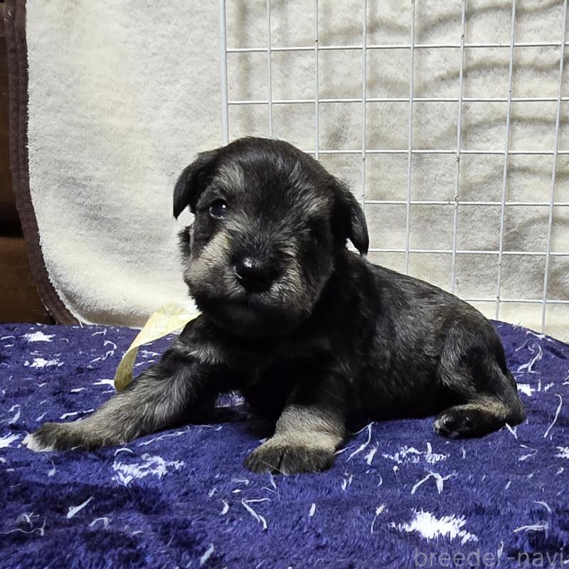 成約済の岡山県のミニチュアシュナウザー-427374の4枚目