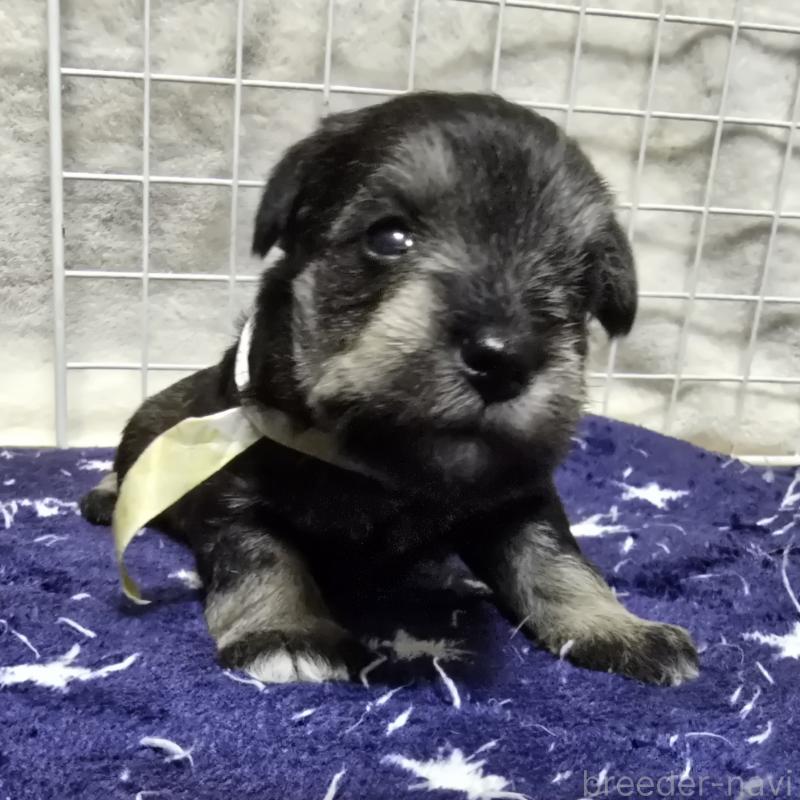 成約済の岡山県のミニチュアシュナウザー-427374の3枚目