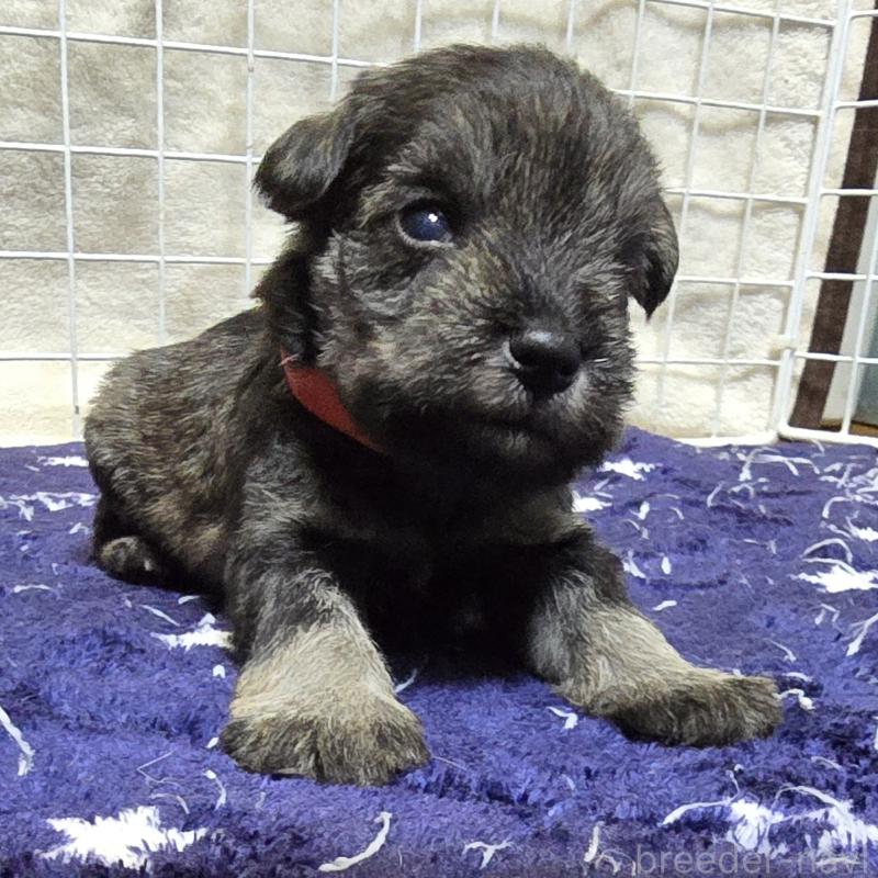 成約済の岡山県のミニチュアシュナウザー-427375の6枚目