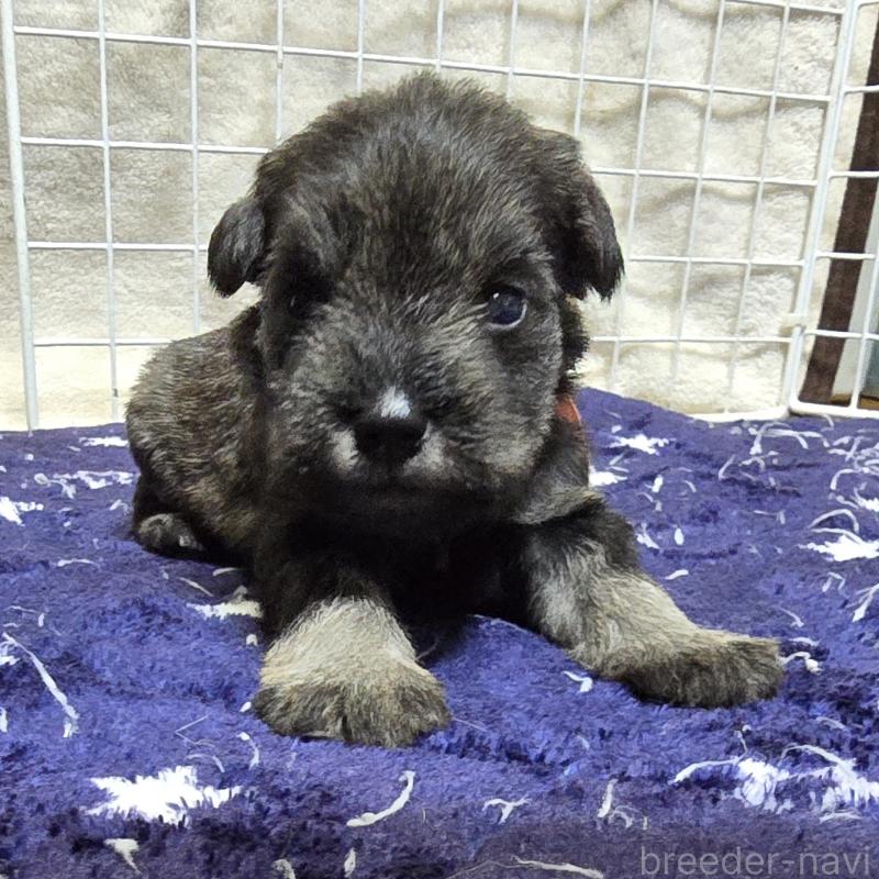 成約済の岡山県のミニチュアシュナウザー-427375の5枚目