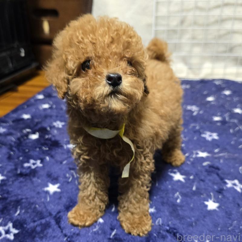 販売中の岡山県のトイプードル-419707の3枚目