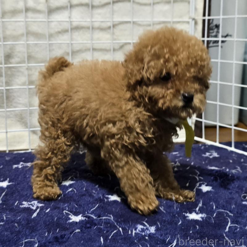 販売中の岡山県のトイプードル-419707の2枚目