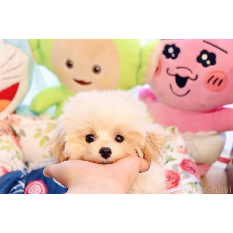 販売中の宮城県のティーカッププードル-423047