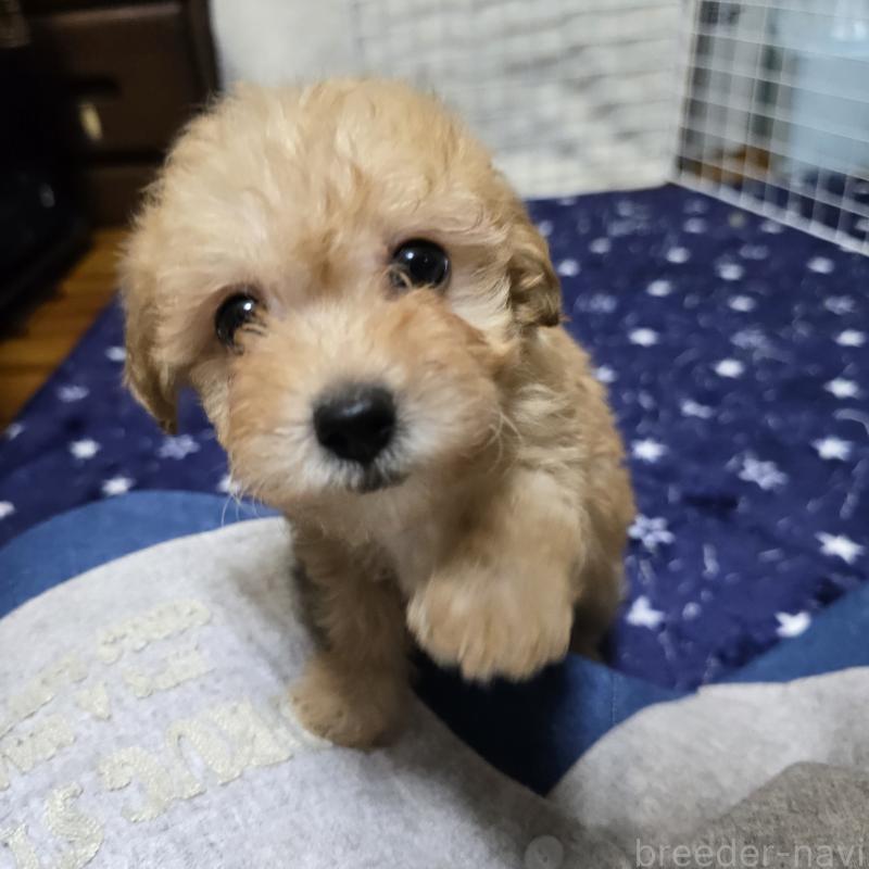 販売中の岡山県のトイプードル-422175