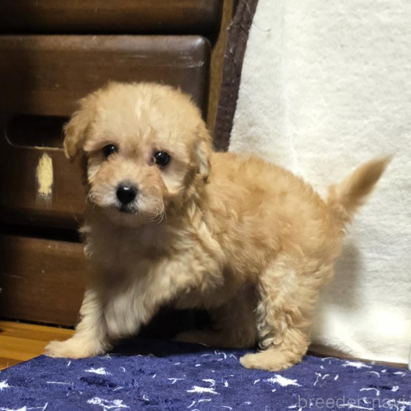 成約済の岡山県のトイプードル-422175の5枚目