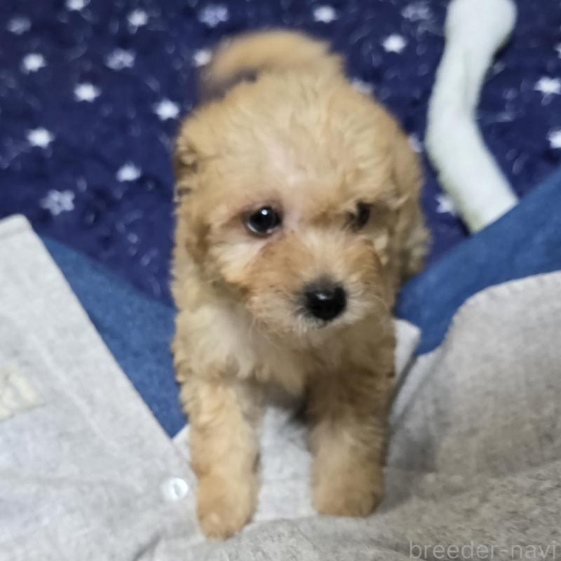 成約済の岡山県のトイプードル-422175の4枚目