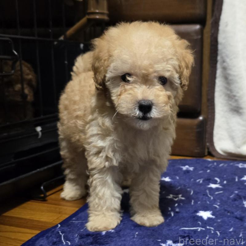 販売中の岡山県のトイプードル-422177