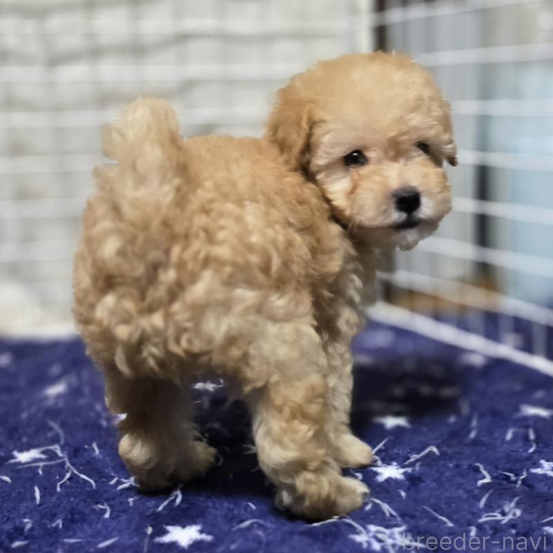販売中の岡山県のトイプードル-422177の7枚目