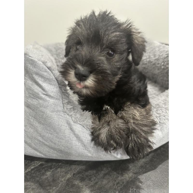 成約済の兵庫県のミニチュアシュナウザー-427164の7枚目