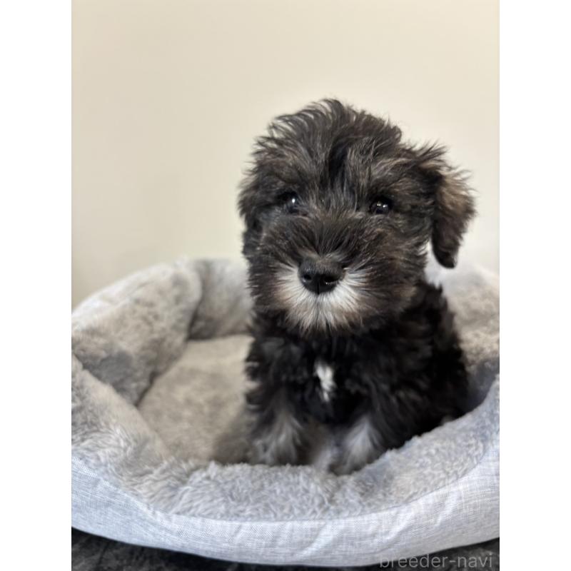 成約済の兵庫県のミニチュアシュナウザー-427164の2枚目