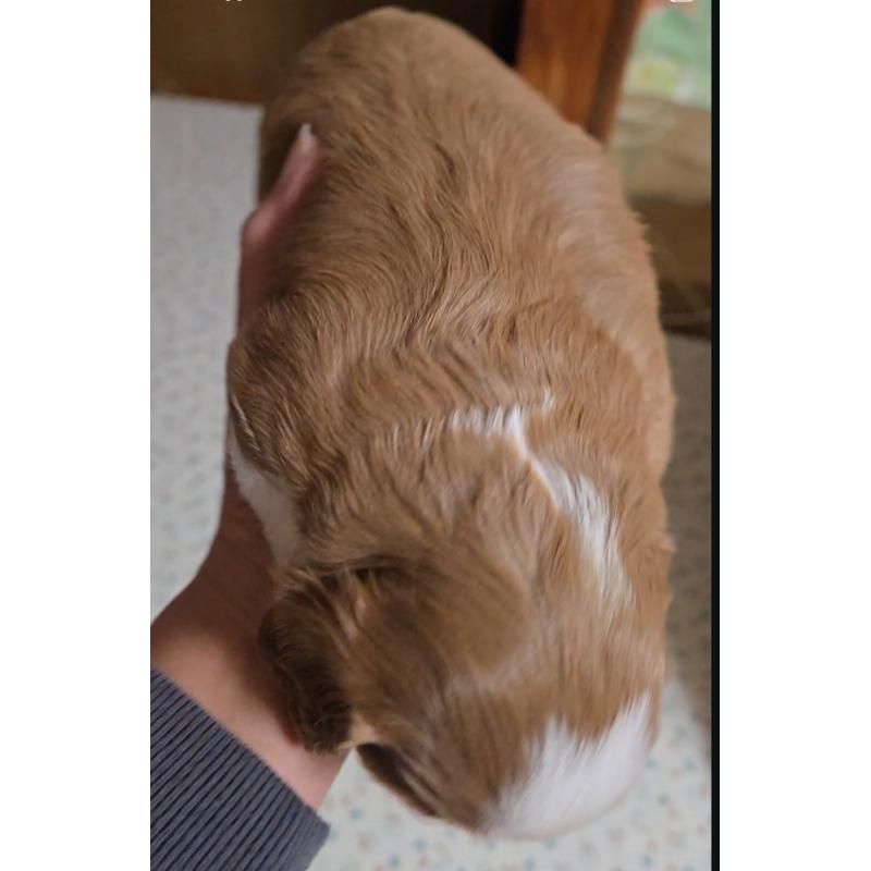 販売中の鹿児島県のキャバプー:キャバリア×トイプードル-429128の2枚目