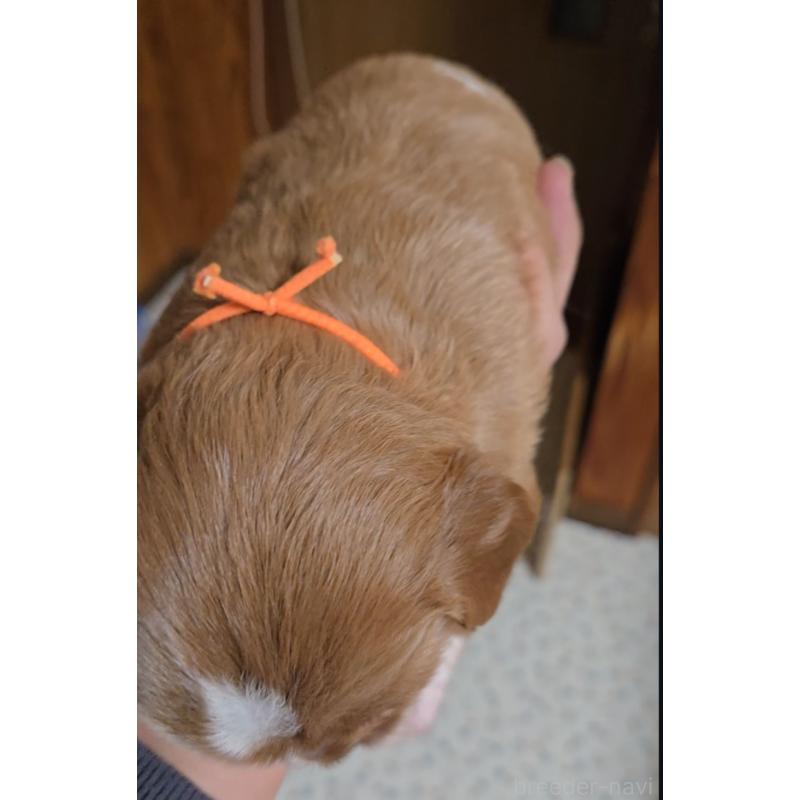 販売中の鹿児島県のキャバプー:キャバリア×トイプードル-429126の2枚目