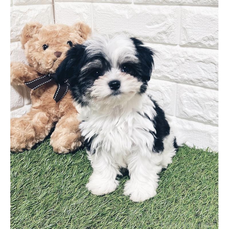 成約済の福岡県のチワマル:チワワ×マルチーズ-414967の12枚目