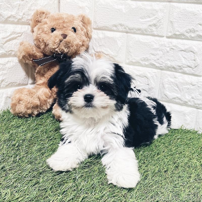 成約済の福岡県のチワマル:チワワ×マルチーズ-414967の11枚目