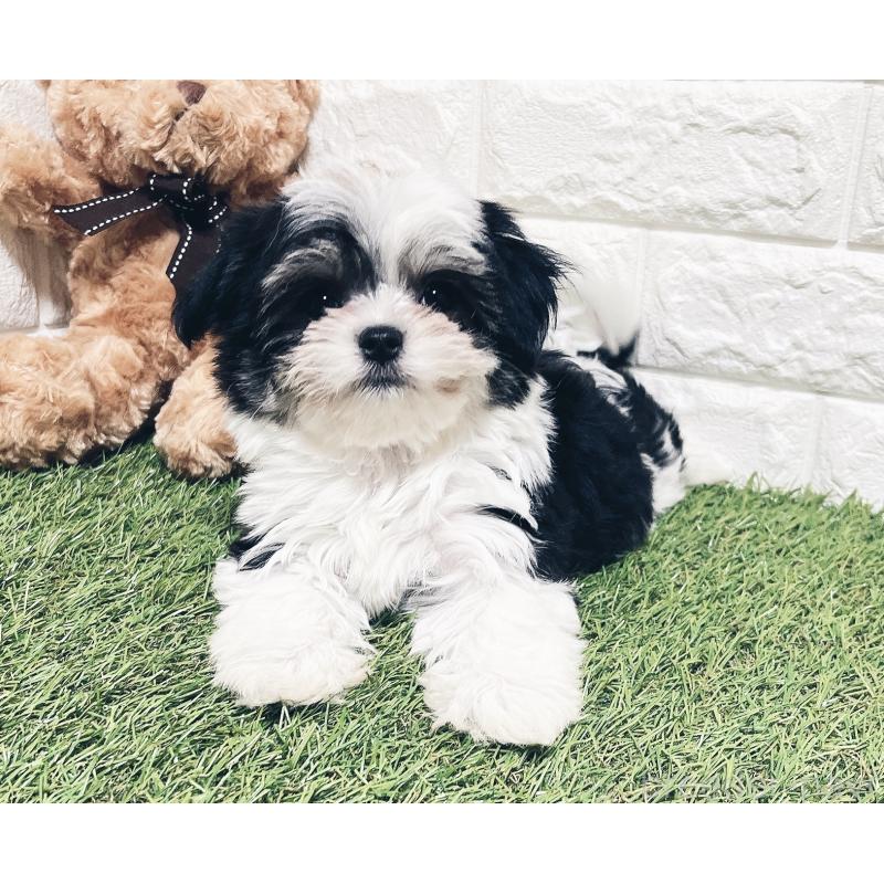 成約済の福岡県のチワマル:チワワ×マルチーズ-414967の10枚目